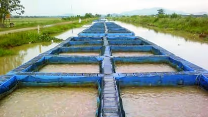 மீன் வளர்ப்பின்போது தீவனம் வீணாகமல் இருக்க இந்த டிப்ஸை பயன்படுத்துங்கள்; நிச்சயம் உங்களுக்கு கைக்கொடுக்கும்...