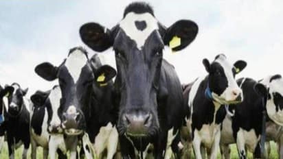 ஒன்றரை லட்சம் பசுக்களை கொல்ல அரசு முடிவு..! அதிரவைக்கும் காரணம்.. விவசாயிகள் கவலை