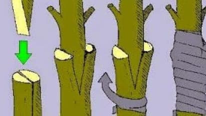 மரக்கன்றுகள், பூச்செடிகள் உற்பத்தி செய்ய ஒட்டுக்கன்று முறை…