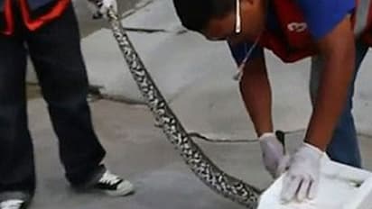 ടോയ്ലറ്റില് കടന്നു കൂടിയ പെരുമ്പാമ്പ് യുവാവിനെ ആക്രമിച്ചു