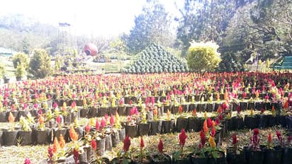 മൂന്നാറിൽ വർണ്ണ വിസ്മയം തീർത്ത് വിന്റര് പുഷ്പോത്സവം