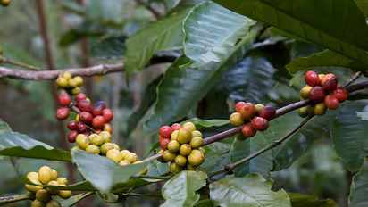 ದಕ್ಷಿಣ ಕೊಡಗಿನಲ್ಲಿ ನೆಲಕಚ್ಚುತ್ತಿದೆ ಕಾಫಿ