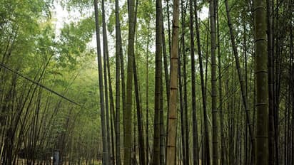 ಬೆಂಗಳೂರಿನಲ್ಲಿ ನಮ್ಮ ಕಾಡಹಬ್ಬ, ವಿಶೇಷ ಏನು?