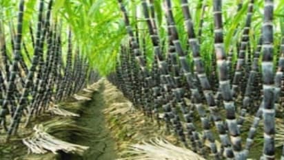 கரும்பில் நுண்ணூட்டச்சத்து மேலாண்மை செய்வது எப்படி?