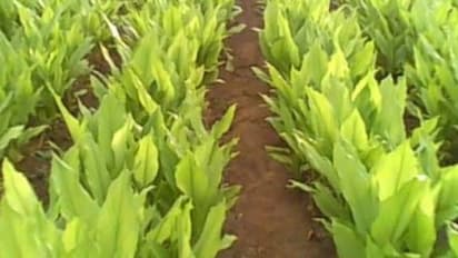 மஞ்சள் கிழங்கு அழுகுவதை எப்படி தடுக்கலாம்…