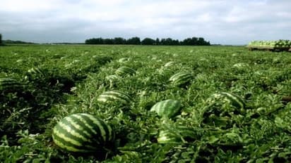 ಲಾಕ್‌ಡೌನ್‌: 18 ಎಕರೆ ಕಲ್ಲಂಗಡಿ ಖರೀದಿಸಿದ ಸಂಸದ