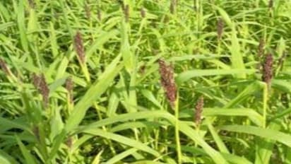 நெல் வயலில் களை எடுக்கும்போது நீங்கள் கட்டாயம் கவனிக்க வேண்டியவைகள்…