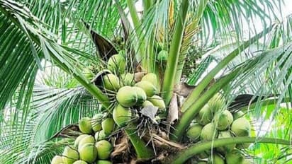 தென்னை தொடர்ந்து நான்கு வருடங்கள் இந்த முறையில்தான் உரம் போடணும்…