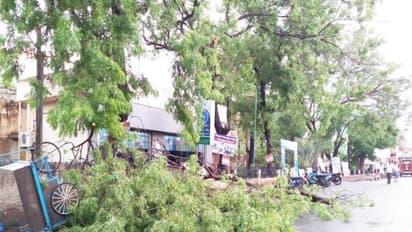 அரியலூரில் ஆலங்கட்டி மழை; செம்மையாக பெய்த மழையால் 50 வருட பழமையான மரமே சாய்ந்தது...