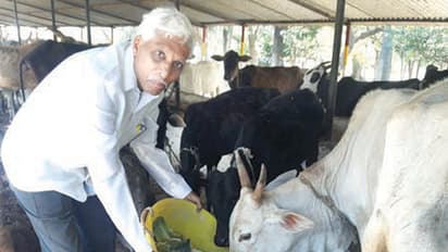 ಹಸುವಿನ ನೋವಿಗೆ ಮರುಗಿದ ಬಂಗಾರದ ಮನುಷ್ಯ