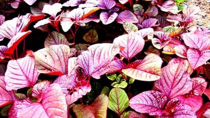 ചീരയുടെ ഈ ഗുണങ്ങൾ അറിയാതെ പോകരുത്