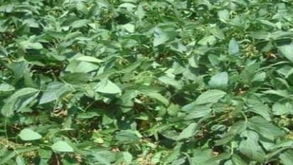 இந்த முறையில் சோயா மொச்சை சாகுபடி செய்தால் அதிக மகசூல் அடையலாம்…