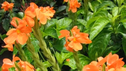 வேரழுகல் நூற்புழு கனகாம்பரம் பூவை தாக்காமலிருக்க இதுதான் வழி...