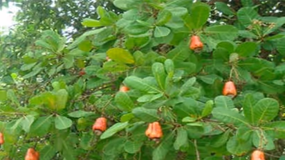 இந்த மூன்று பயிர்களிலும் அதிக மகசூல் பெற செய்யவேண்டியது இதுதான்…