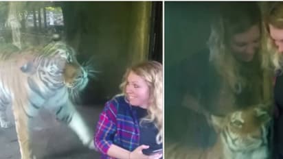 ഗര്‍ഭിണിയെ കണ്ട കടുവ..പിന്നെ സംഭവിച്ചത്