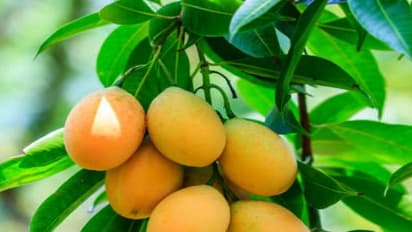 மாம்பழத்தை போன்றே மா இலையிலும் அவ்வளவு மருத்துவ குணங்கள் இருக்கு...