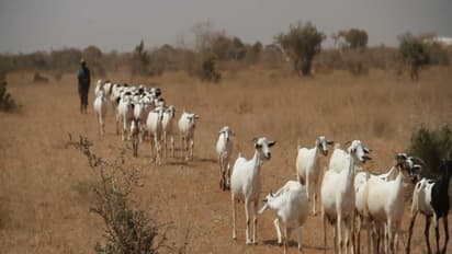 வெள்ளாடு வளர்ப்புத் தொழிலை யார் யாரெல்லாம் தொடங்கலாம்? 
