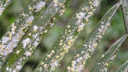 மாவுப்பூச்சியின் அறிகுறிகள் மற்றும் கட்டுப்படுத்தும் எளிய வழிமுறைகள்...