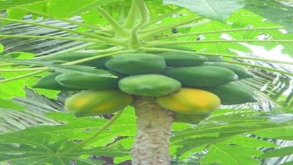 பப்பாளி மாவுப்பூச்சி கட்டுப்படுத்த இந்த வழி மிகவும் பயனுள்ளாதாக இருக்கும்…