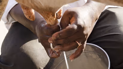 Tamil Nadu: Milk federation demands minister’s resignation after he fails to prove milk adulteration