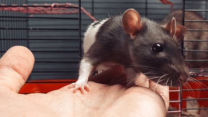 Now your future lies in the hands of hamsters!