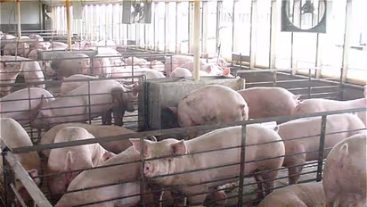 பன்றி - மீன் வளர்ப்பு - ஒருங்கிணைந்த பண்ணையில் மட்டுமே இது சாத்தியம்...