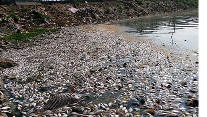 Beware! Toxic city lakes breeding poisonous fish