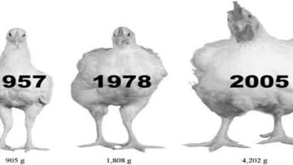 தாத்தா காலத்து நாட்டு கோழி எங்கே ...? நாம் சாப்பிடும் பிராய்லர் கோழி எங்கே ?