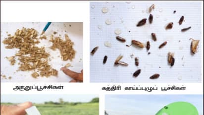 தானிய கிடங்குகளில் பயன்படுத்தப்படும் பொறிகள் குறித்து ஒரு அலசல்...