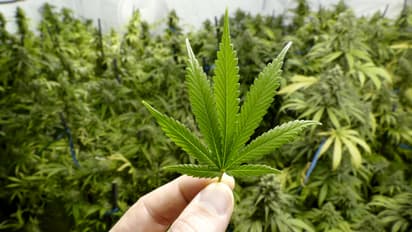 India to conduct human clinical trials of cannabis to treat cancer, epilepsy, other diseases