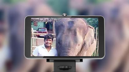 Elephant kills youth as he tries to take selfie at Bannerghatta zoo [Photo]
