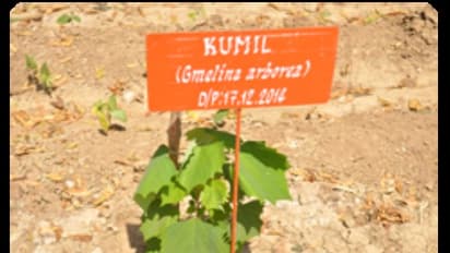 குமிழ் மரம் பற்றி கேள்விப் பட்டதுண்டா? இதன் மருத்துவ குணத்தால்தான் இது அதிகம் விளைவிக்கிறார்கள்...