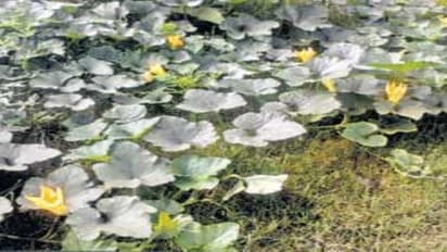 காய்களை தாக்கி பெருத்த சேதத்தை உண்டாகும் பூச்சி…