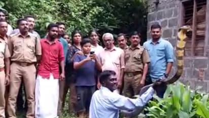 വീട്ടിലെത്തിയ രാജവെമ്പാലയെ വളർത്തുനായ കണ്ടു; വാവാ സുരേഷ് പിടികൂടി