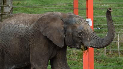 ಆನೆ ಡಿಕ್ಕಿ ತಡೆಗೆ ಜೇನು ನೊಣಗಳ ಜೇಂಕಾರ