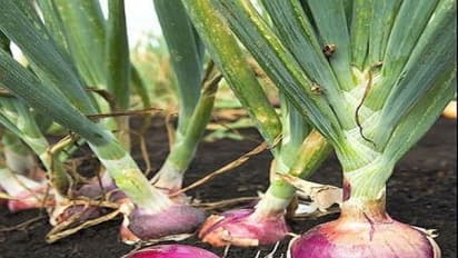 சின்ன வெங்காயத்தில் அழுகல் நோயை கட்டுப்படுத்துவது எப்படி?