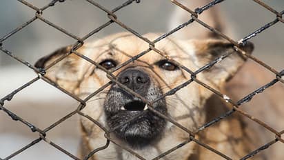 ಮೊಡವೆಗೂ, ಕ್ಯಾನ್ಸರ್ ಗೂ ನಾಯಿ ಮೂತ್ರ ಮದ್ದಂತೆ..!