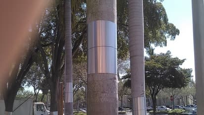 எலி, அணில்களிடம் இருந்து தேங்காய்களை காப்பாற்ற இப்படியும் செய்யலாம்...