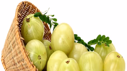 உங்களுக்குத் தெரியுமா? மூளைக் கோளாறுகளை போக்கும் சக்தி நெல்லிக்காய்க்கு உண்டு....