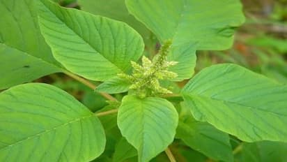 அரைக்கீரையில் இவ்வளவு மருத்துவப் பயன்கள் இருக்குனு தெரிஞ்சா சாப்பிடாமல் இருக்க மாட்டீங்க…