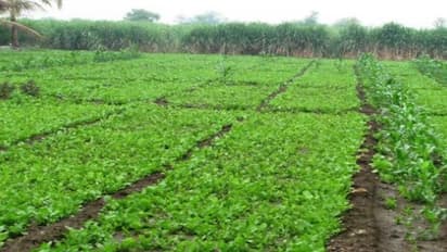 இயற்கை வேளாண்மையில் கீரை சாகுபடி செய்ய இந்த வழிகளைப் பின்பற்றுங்க…