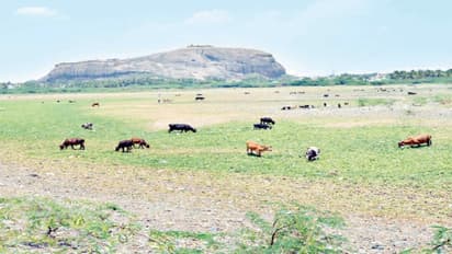 திண்டுக்கல்லில் ஒருசொட்டுத் தண்ணீர் கூட இல்லாமல் 13 குளங்கள்; எங்கு பார்த்தாலும் குப்பைதான்...