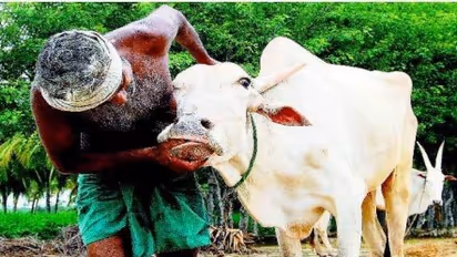 மாடுகளை அதிகமாகத் தாக்கும் தொண்டை அடைப்பான் நோயைக் கட்டுப்படுத்துவது எப்படி?