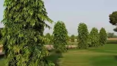 நெட்டிலிங்க மரம் பற்றி கேள்விப்பட்டதுண்டா? இதோ அதன் மருத்துவ மகத்துவங்கள்…