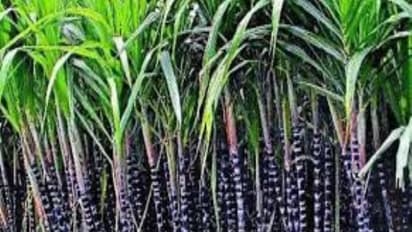 கரும்பு விளைவிக்கப்படும் நிலங்களில் தொடர்ந்து கரும்பு மட்டுமே சாகுபடி செய்யக் கூடாது. ஏன்?