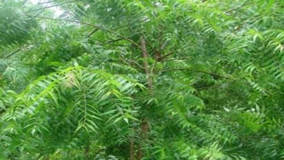 பலவித பயிர்களை காக்க ஒரே ஒரு இயற்கை பூச்சிவிரட்டி…