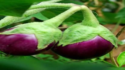 எந்தக் கத்தரிக்காய் சிறந்தது என்று தெரிந்து சாப்பிட்டால் நல்லது…