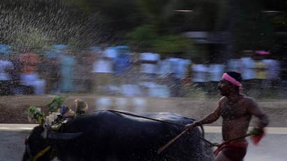ಹೋರಿ ಬೆದರಿಸುವ ಸ್ಪರ್ಧೆಯಲ್ಲಿ ಯುವಕ ಸಾವು