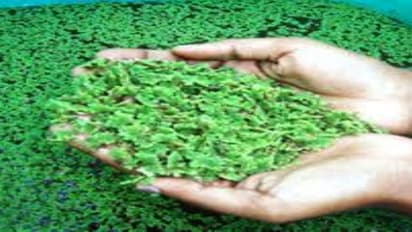 கால்நடை தீவனம் அசோலாவை வளர்ப்பது எப்படி? கால்நடைகளுக்கு எவ்வளவு கொடுக்கனும்?