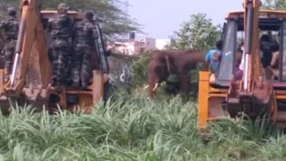 யானை தாக்கி பலியானோரின் குடும்பத்திற்கு காசோலைகள் வழங்கி அமைச்சர்கள் நேரில் ஆறுதல்